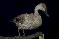 Spot-billed Duck Collection Image, Figure 5, Total 13 Figures